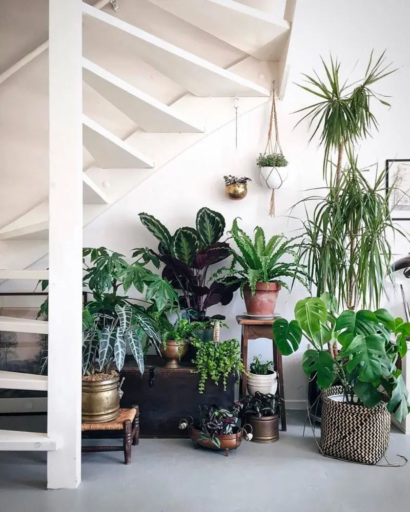 plante sous escalier
