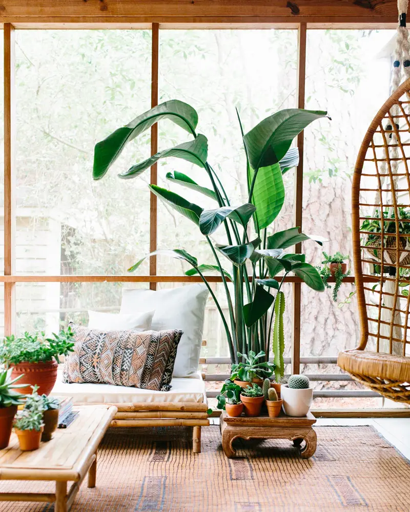 plante tropicale deco salon