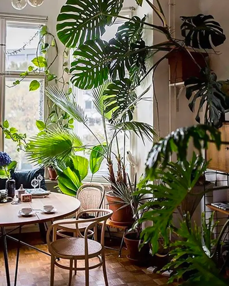 plantes deco salle a manger tropicale