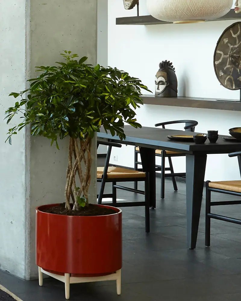 pot plante sur pied rouge