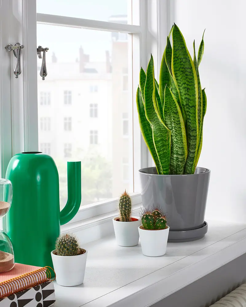 plante piece sombre deco fenêtre