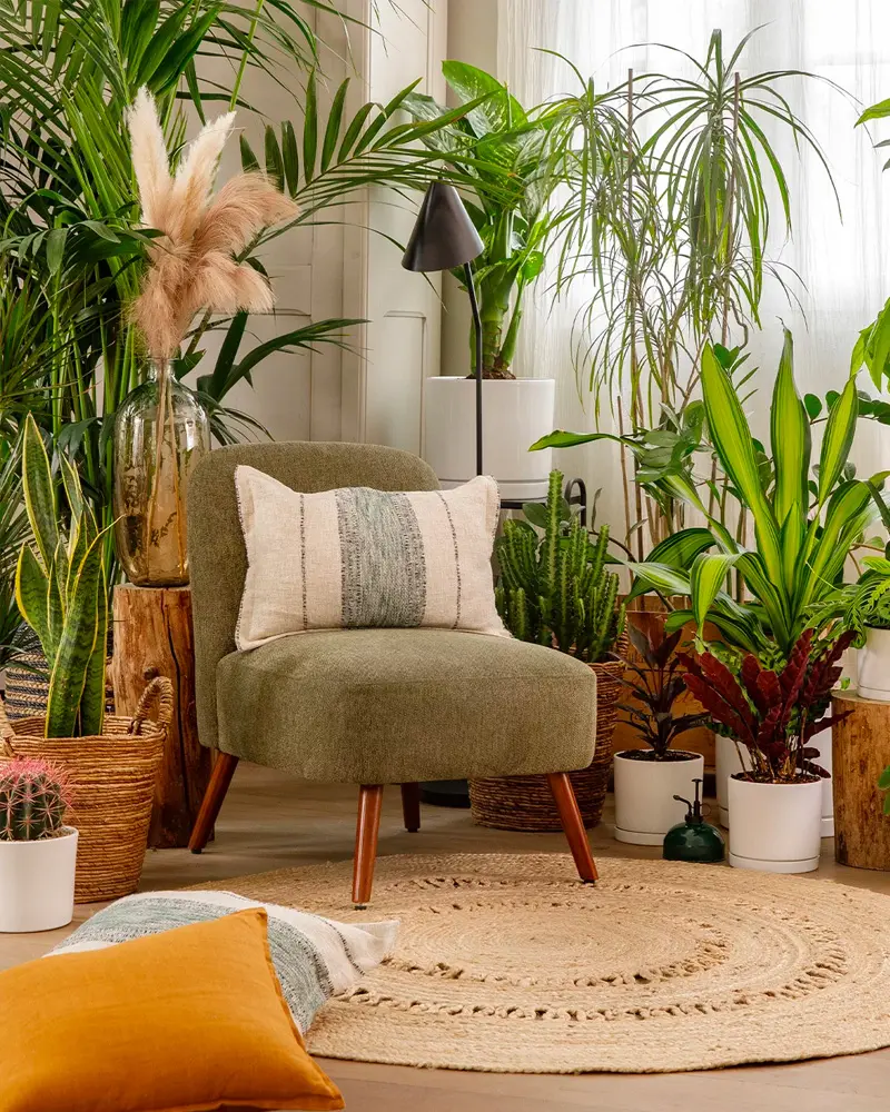 accumulation plantes deco salon